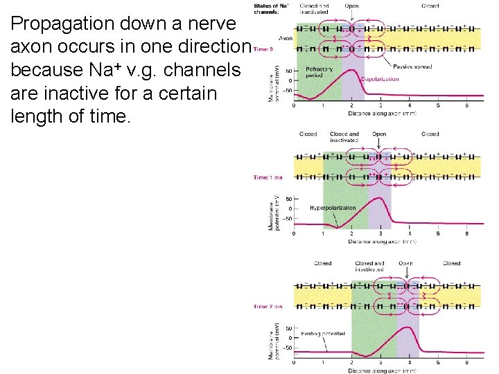 Propagation down a nerve axon occurs in one direction because Na+ v. g. channels Propagation down a nerve axon occurs in one direction because Na+ v. g. channels