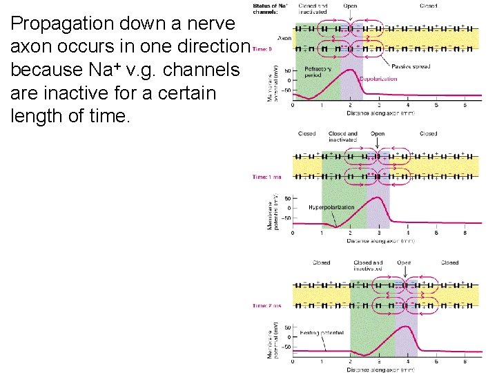 Propagation down a nerve axon occurs in one direction because Na+ v. g. channels