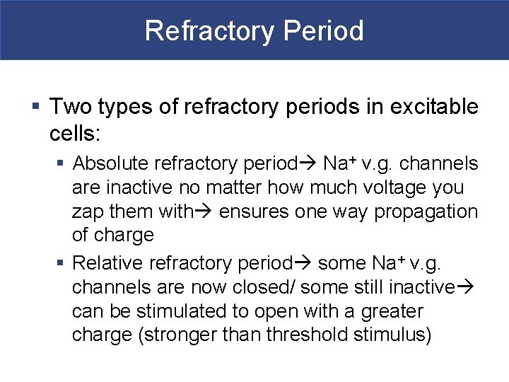 Refractory Period § Two types of refractory periods in excitable cells: § Absolute refractory