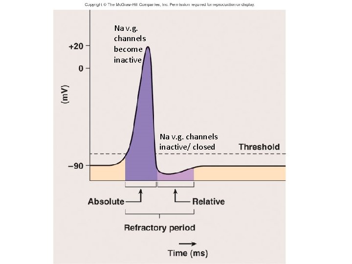 Na v. g. channels become inactive Na v. g. channels inactive/ closed 