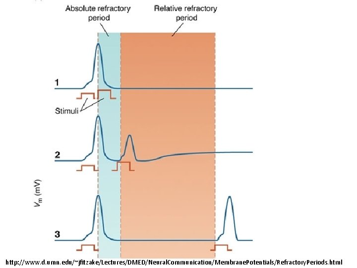 http: //www. d. umn. edu/~jfitzake/Lectures/DMED/Neural. Communication/Membrane. Potentials/Refractory. Periods. html http: //www. d. umn. edu/~jfitzake/Lectures/DMED/Neural. Communication/Membrane. Potentials/Refractory. Periods. html