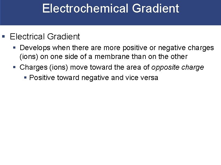Electrochemical Gradient § Electrical Gradient § Develops when there are more positive or negative