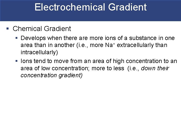 Electrochemical Gradient § Chemical Gradient § Develops when there are more ions of a