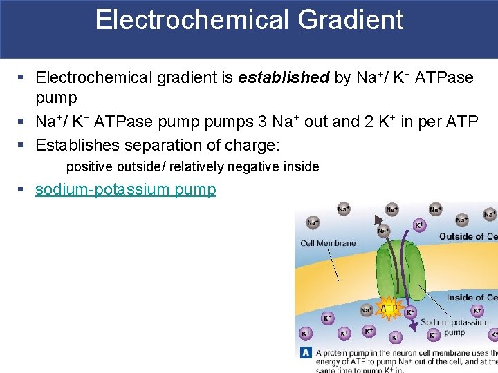 Electrochemical Gradient § Electrochemical gradient is established by Na+/ K+ ATPase pump § Na+/