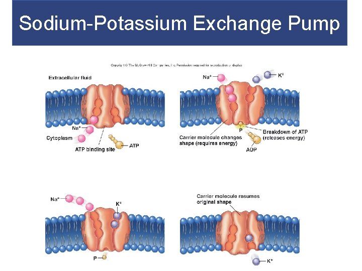 Sodium-Potassium Exchange Pump 11 -8 Sodium-Potassium Exchange Pump 11 -8