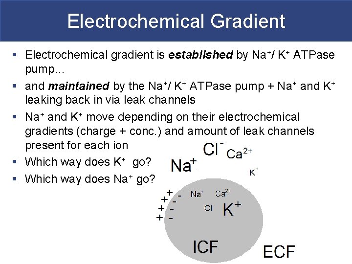Electrochemical Gradient § Electrochemical gradient is established by Na+/ K+ ATPase pump… § and Electrochemical Gradient § Electrochemical gradient is established by Na+/ K+ ATPase pump… § and