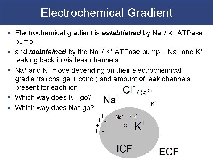 Electrochemical Gradient § Electrochemical gradient is established by Na+/ K+ ATPase pump… § and