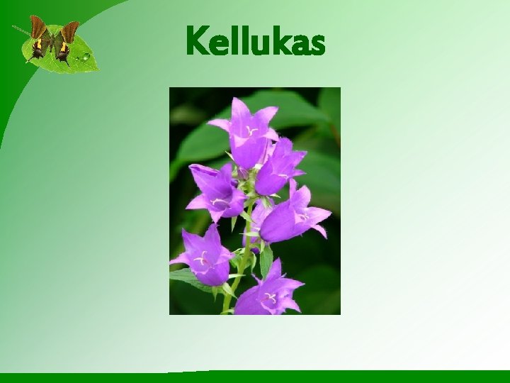 Kellukas 