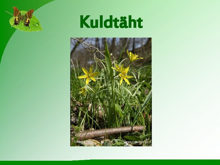 Kuldtäht 