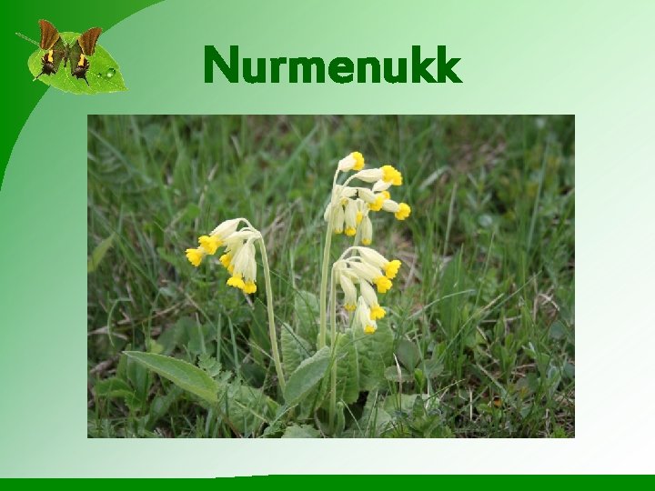 Nurmenukk 