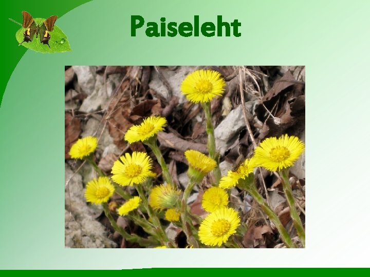 Paiseleht 