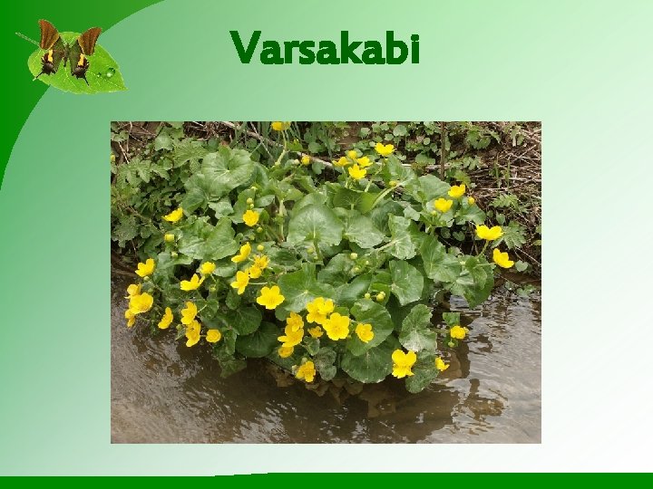 Varsakabi 