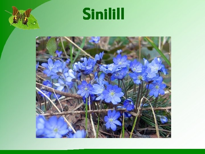 Sinilill 