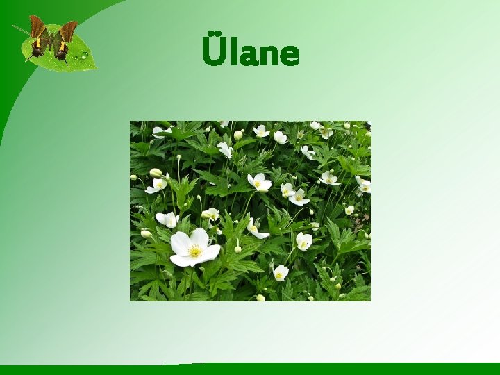 Ülane 