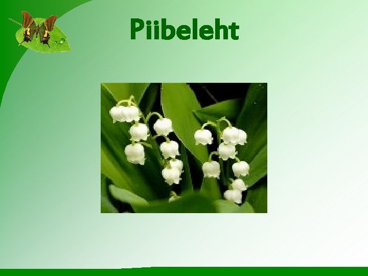 Piibeleht 