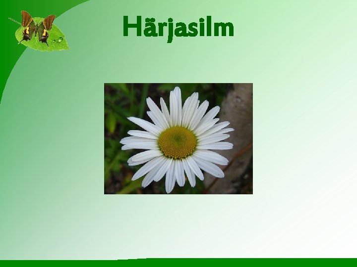 Härjasilm 