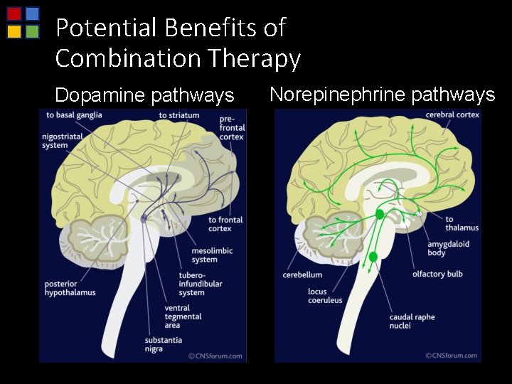 Potential Benefits of Combination Therapy Dopamine pathways Norepinephrine pathways 