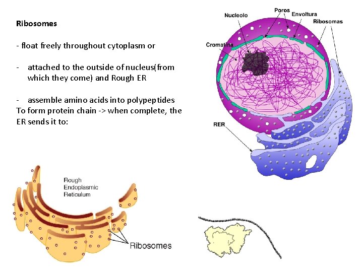 Ribosomes - float freely throughout cytoplasm or - attached to the outside of nucleus(from Ribosomes - float freely throughout cytoplasm or - attached to the outside of nucleus(from