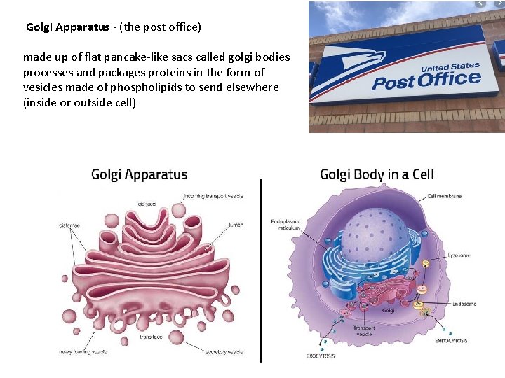 Golgi Apparatus - (the post office) made up of flat pancake-like sacs called  Golgi Apparatus - (the post office) made up of flat pancake-like sacs called