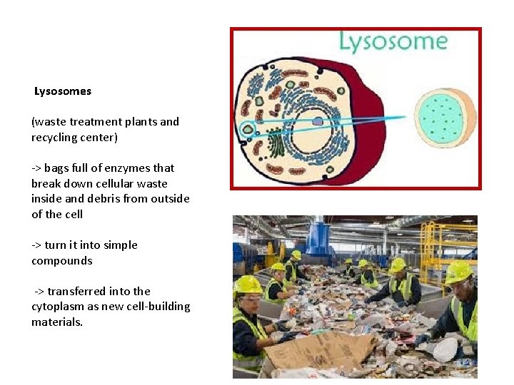 Lysosomes (waste treatment plants and recycling center) -> bags full of enzymes that  Lysosomes (waste treatment plants and recycling center) -> bags full of enzymes that