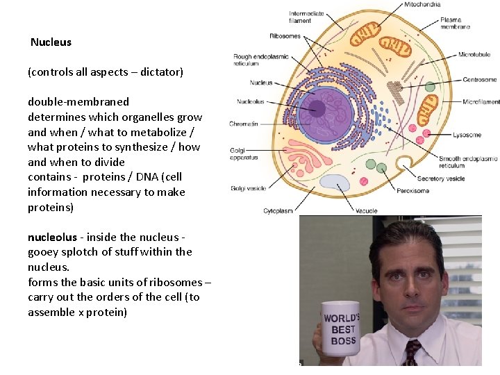  Nucleus (controls all aspects – dictator) double-membraned determines which organelles grow and when