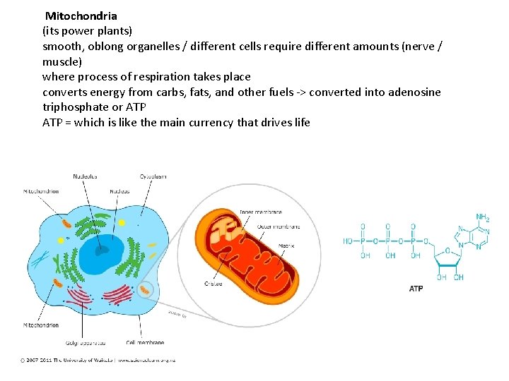 Mitochondria (its power plants) smooth, oblong organelles / different cells require different amounts  Mitochondria (its power plants) smooth, oblong organelles / different cells require different amounts