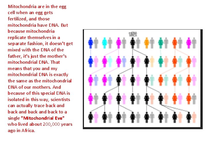 Mitochondria are in the egg cell when an egg gets fertilized, and those mitochondria