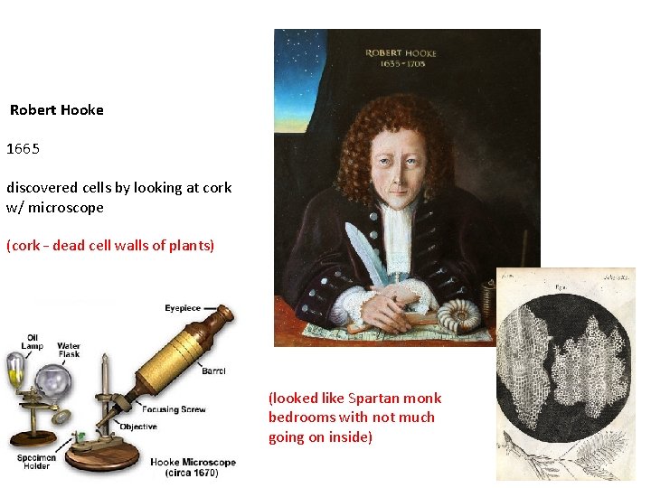  Robert Hooke 1665 discovered cells by looking at cork w/ microscope (cork –