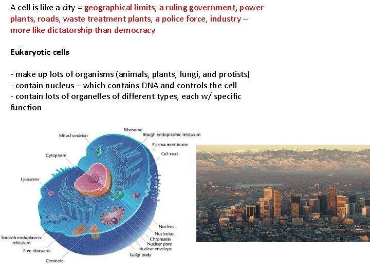 A cell is like a city = geographical limits, a ruling government, power plants,