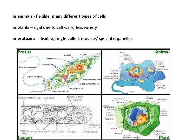 in animals - flexible, many different types of cells in plants – rigid due