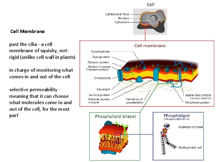  Cell Membrane past the cilia - a cell membrane of squishy, notrigid (unlike