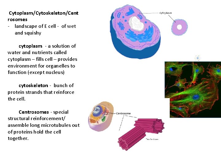 Cytoplasm/Cytoskeleton/Cent rosomes - landscape of E cell - of wet and squishy cytoplasm  Cytoplasm/Cytoskeleton/Cent rosomes - landscape of E cell - of wet and squishy cytoplasm
