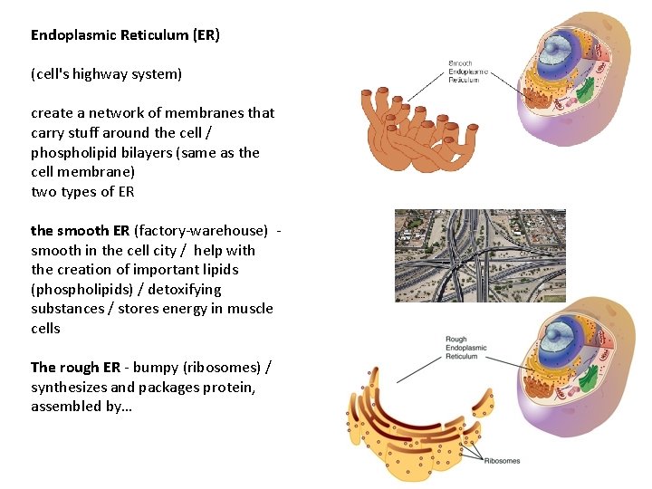 Endoplasmic Reticulum (ER) (cell's highway system) create a network of membranes that carry stuff Endoplasmic Reticulum (ER) (cell's highway system) create a network of membranes that carry stuff