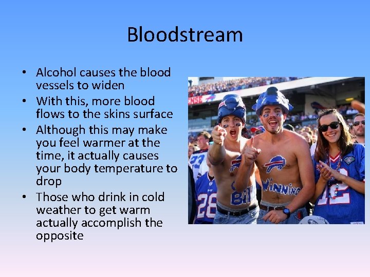 Bloodstream • Alcohol causes the blood vessels to widen • With this, more blood