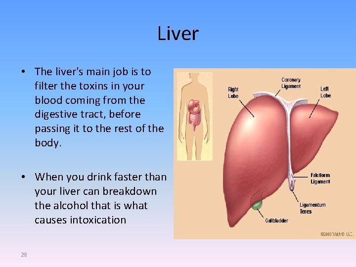Liver • The liver's main job is to filter the toxins in your blood