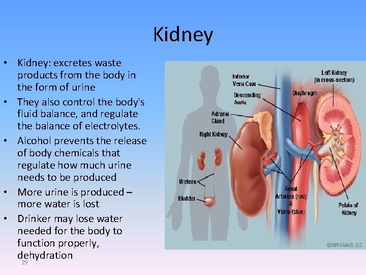 Kidney • Kidney: excretes waste products from the body in the form of urine