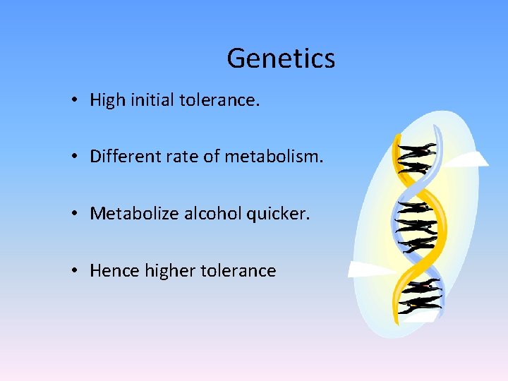 Genetics • High initial tolerance. • Different rate of metabolism. • Metabolize alcohol quicker.