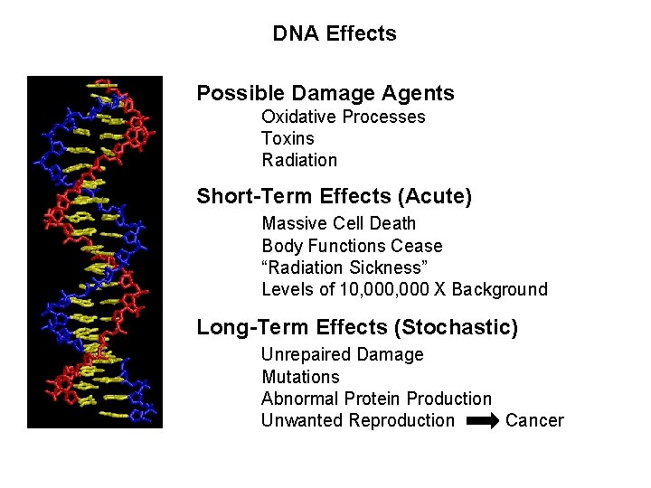 DNA Effects Possible Damage Agents Oxidative Processes Toxins Radiation Short-Term Effects (Acute) Massive Cell