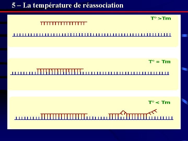 5 – La température de réassociation 5 – La température de réassociation