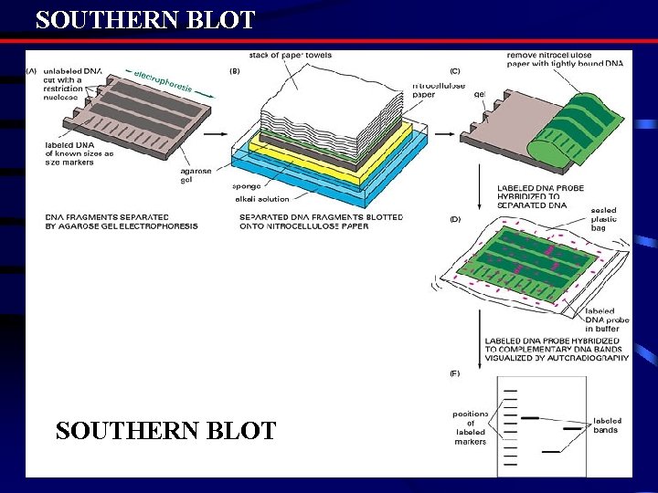SOUTHERN BLOT SOUTHERN BLOT