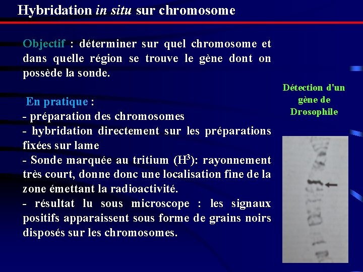 Hybridation in situ sur chromosome Objectif : déterminer sur quel chromosome et dans quelle Hybridation in situ sur chromosome Objectif : déterminer sur quel chromosome et dans quelle