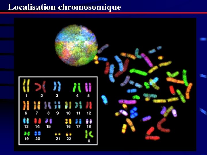 Localisation chromosomique Localisation chromosomique