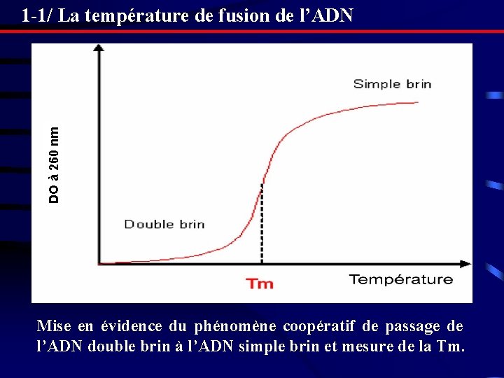 DO à 260 nm 1 -1/ La température de fusion de l’ADN Mise en DO à 260 nm 1 -1/ La température de fusion de l’ADN Mise en