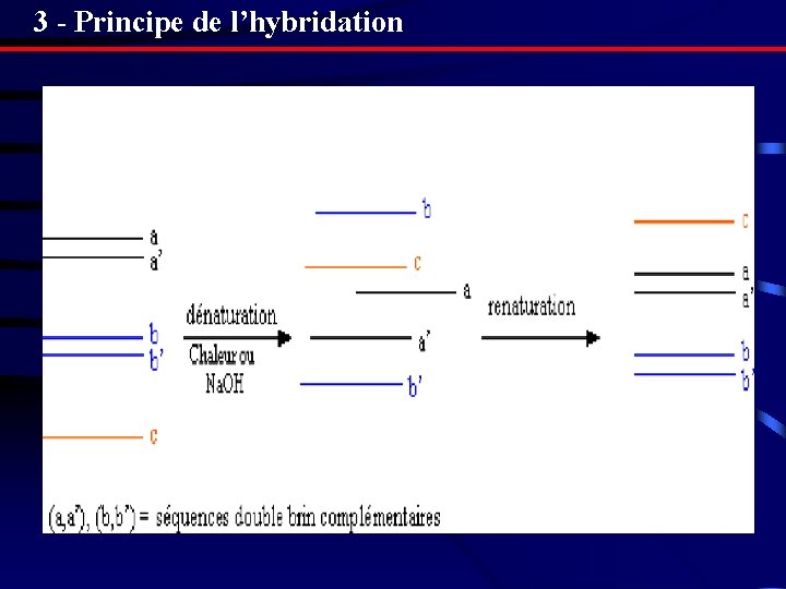 3 - Principe de l’hybridation 3 - Principe de l’hybridation
