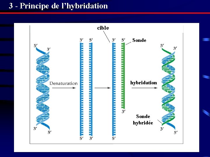 3 - Principe de l’hybridation cible Sonde hybridation Sonde hybridée 3 - Principe de l’hybridation cible Sonde hybridation Sonde hybridée