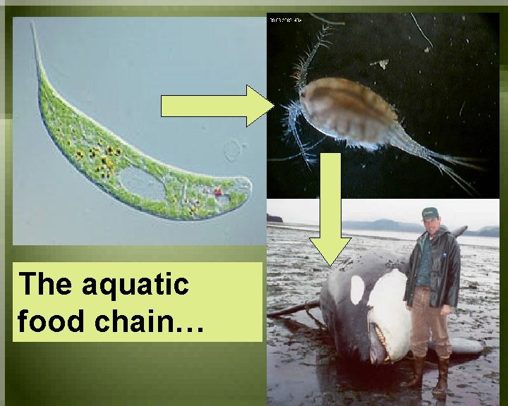 The ocean food chain The aquatic food chain… 