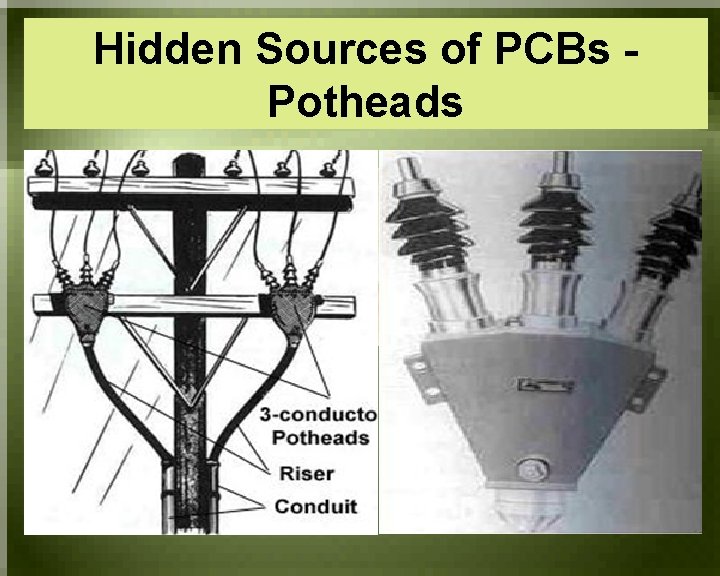 Hidden Sources of PCBs Potheads 