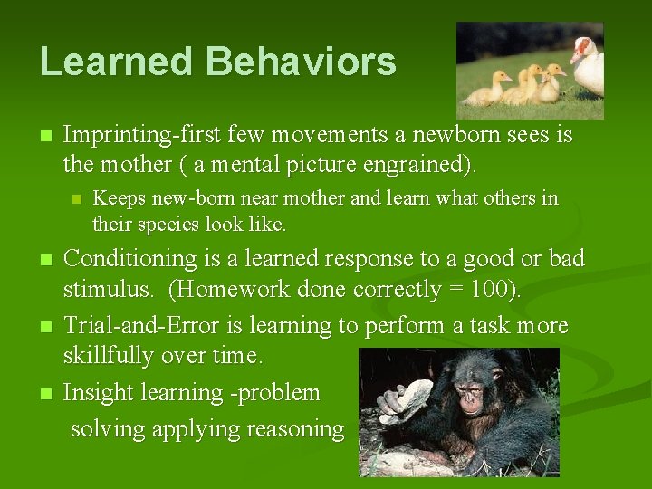 Learned Behaviors n Imprinting-first few movements a newborn sees is the mother ( a