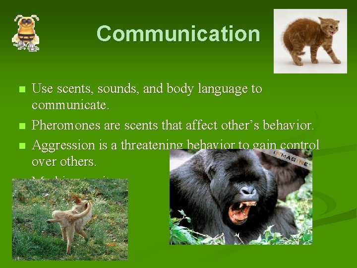 Communication n n Use scents, sounds, and body language to communicate. Pheromones are scents