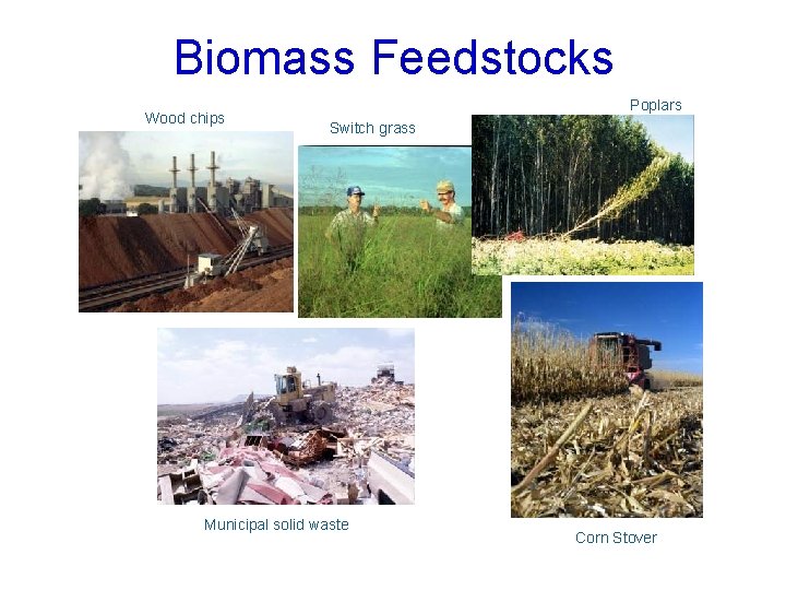 Biomass Feedstocks Wood chips Poplars Switch grass Municipal solid waste Corn Stover 